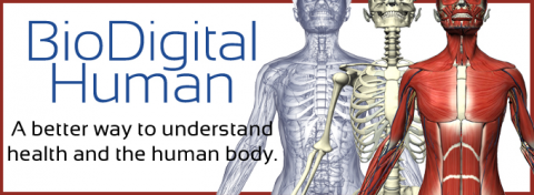 Biodigital Human